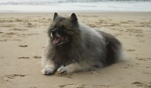 Afkomst - keeshondje of spitze