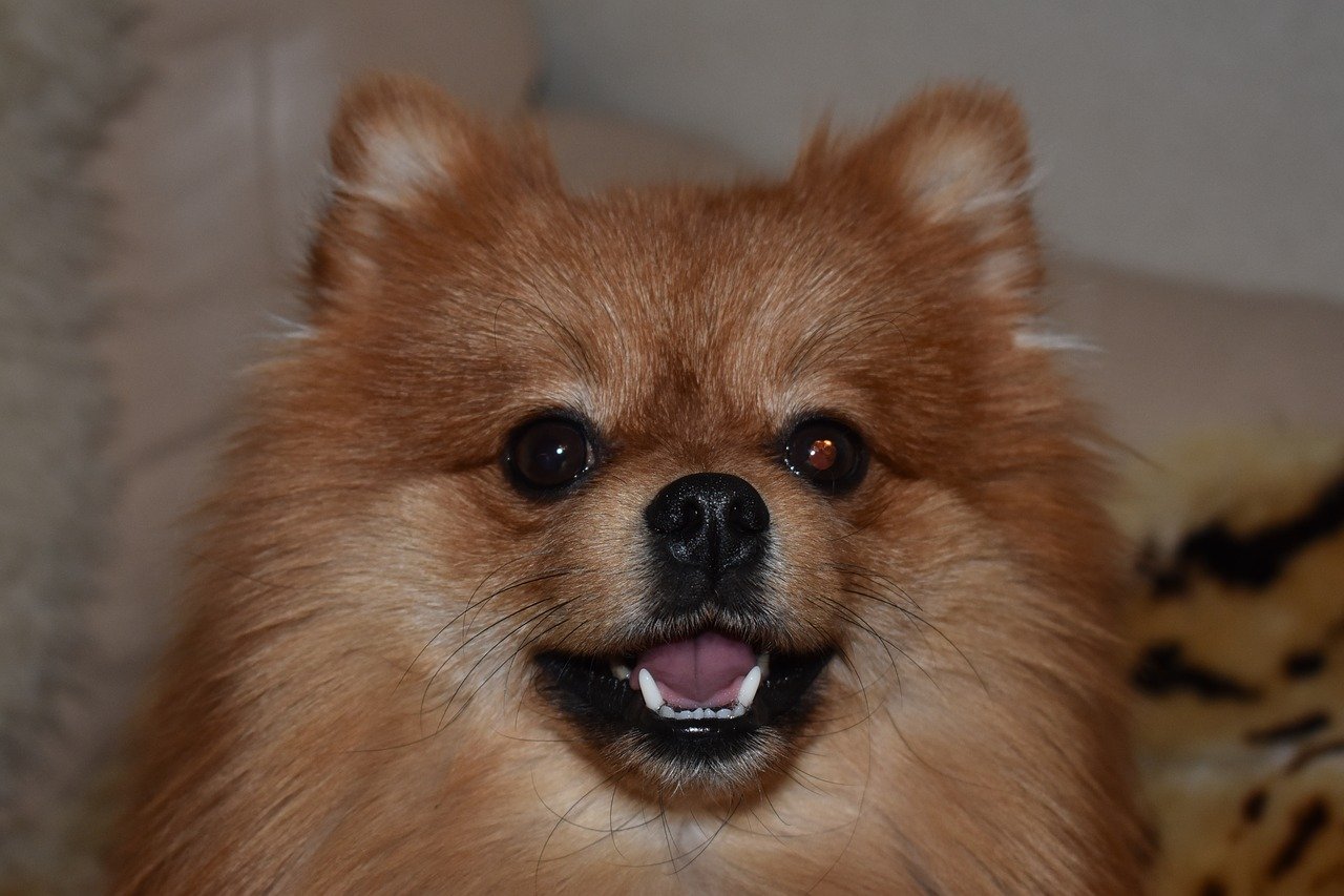 keeshond of spitz afkomst